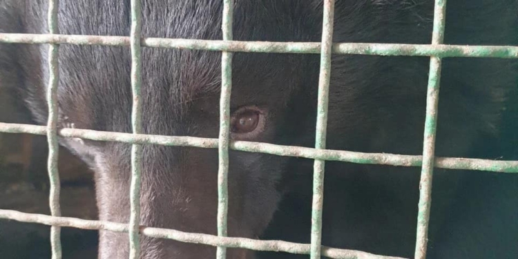 UAnimals врятували контуженого ведмедя з-під Лимана (ФОТО)