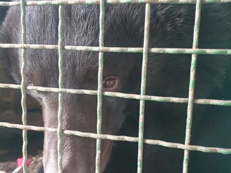UAnimals врятували контуженого ведмедя з-під Лимана (ФОТО)