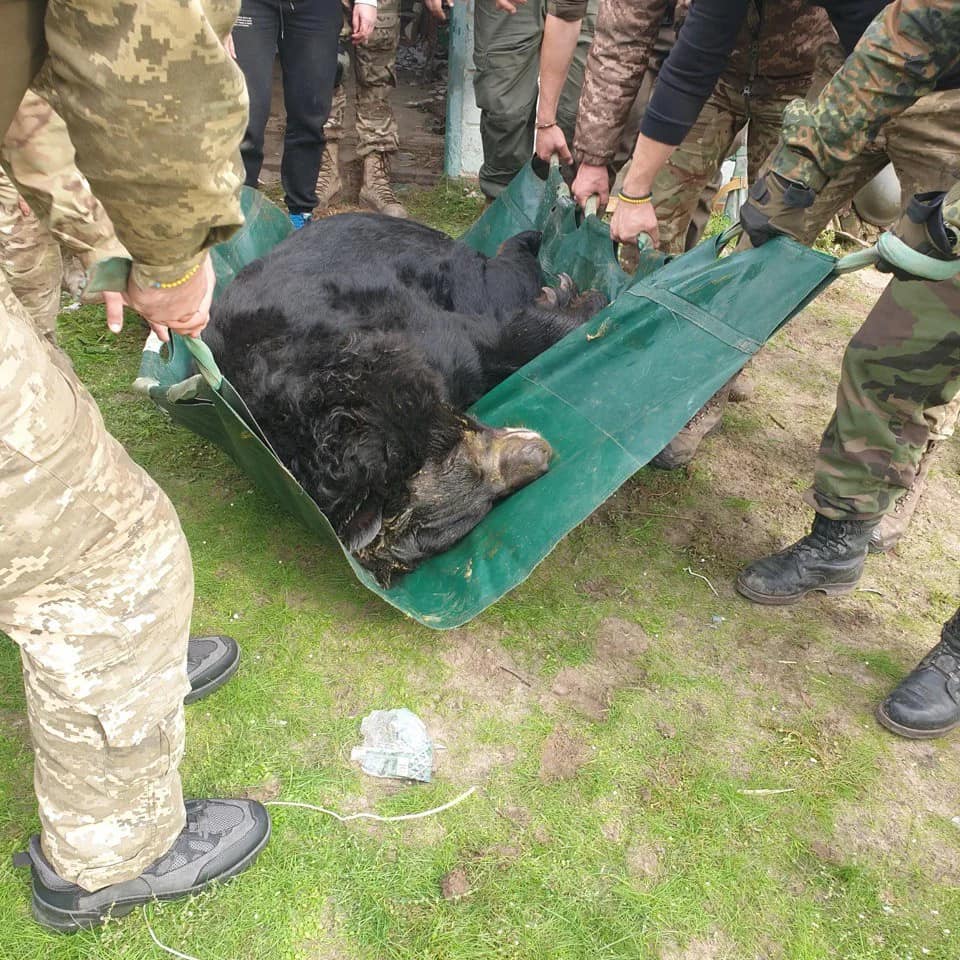 UAnimals врятували контуженого ведмедя з-під Лимана (ФОТО) 5