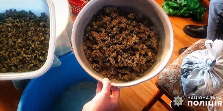 На Миколаївщині правоохоронці викрили мешканку Вознесенська на зберіганні канабісу (ФОТО)