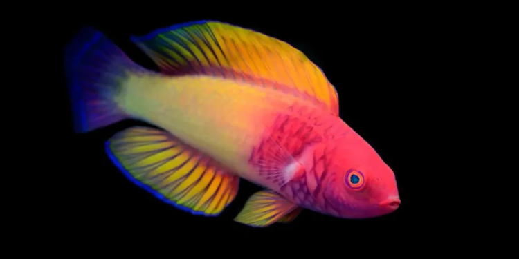 Без операцій. Вчені вперше сфотографували рибу, яка з віком змінює зовнішність і стать (ФОТО)