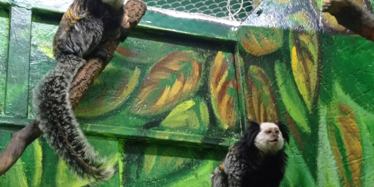 У Миколаївському зоопарку оселилися мавпочки-ігрунки – приїхали з Києва (ФОТО)