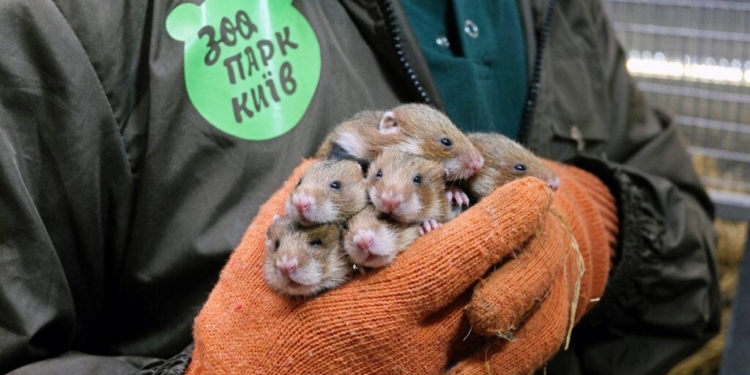 На Одещині в дику природу випустили червонокнижних європейських хом’яків (ФОТО, ВІДЕО)