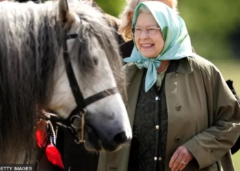 Король Карл III розпродає скакових коней Єлизавета II (ФОТО)