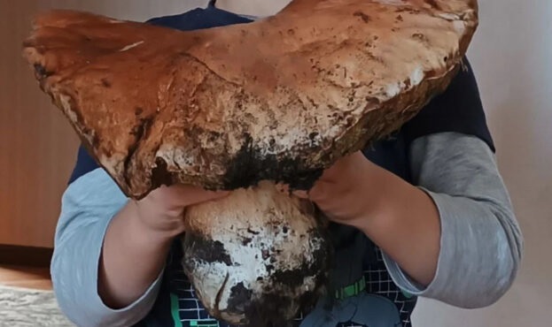 На Волині знайшли білий гриб вагою майже 4 кг (ФОТО)