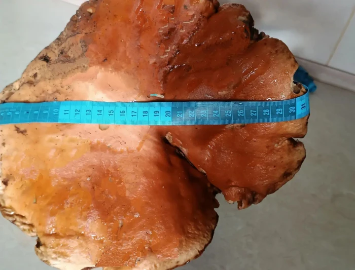 На Волині знайшли білий гриб вагою майже 4 кг (ФОТО) 3