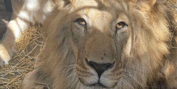 Україна вивезе в Африку 12 левів, що постраждали від війни. З ними поїде ведмідь – але тільки до Польщі (ФОТО)