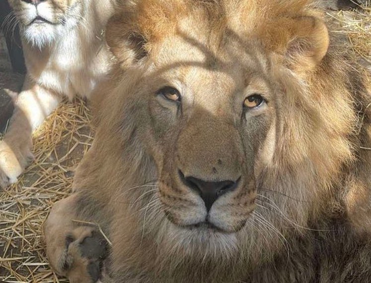НС в Австралії – зразу 5 левів змогли вибратись із свого вольєра в зоопарку (ФОТО)