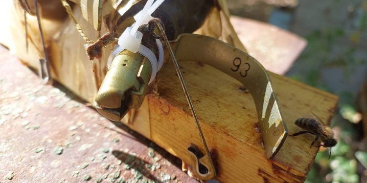 Під Києвом бджоли “розмінували” вулик, який замінували під час відступу рашисти (ФОТО)