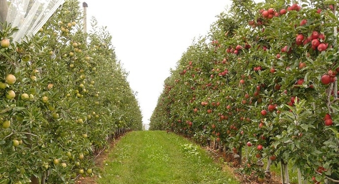 В Україні планують нові сади і виноградники – за проектом співфінансування вже передбачено посадок на 530 га
