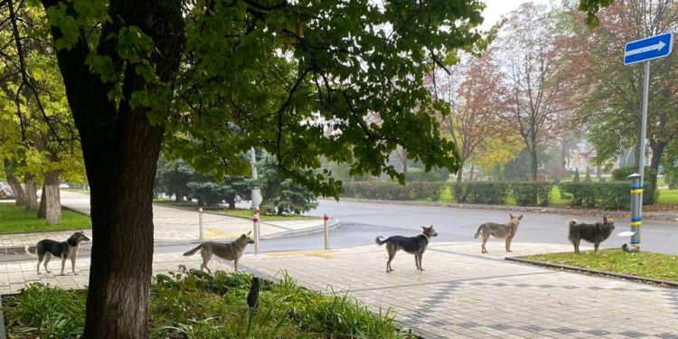 “Ніколи не бачив нічого подібного”. Волонтер Нейт Мук шокований українськими собаками, які стали в чергу до годівнички (ФОТО)