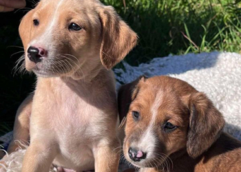 Сьогодні у Миколаєві шукатимуть домівку та люблячих господарів для 50 собак (ФОТО)