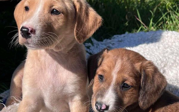 Сьогодні у Миколаєві шукатимуть домівку та люблячих господарів для 50 собак (ФОТО)