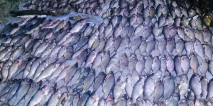 На Миколаївщині двом браконьєрам, викритим на гарячому ще в червні, зараз повідомили про підозру (ФОТО)