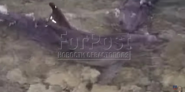 Виродки як є: директор севастопольського дельфінарію викинув чотирьох дельфінів, які прожили 10 років в неволі, у відкрите море (ВІДЕО)