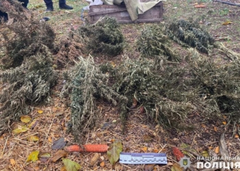 На Миколаївщині поліцейські вилучили у мешканця Арбузинської громади 2,5 кг канабісу (ФОТО)