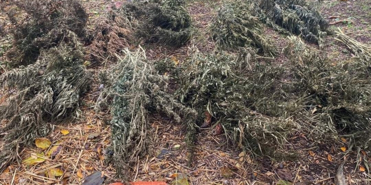 На Миколаївщині поліцейські вилучили у мешканця Арбузинської громади 2,5 кг канабісу (ФОТО)