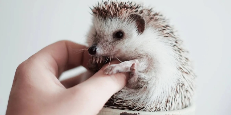 В австрійському місті роздадуть під опіку осиротілих їжаків