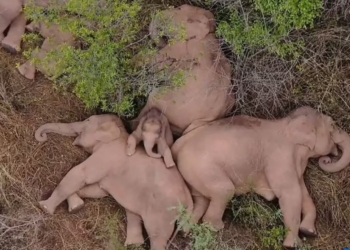 В Індії слони знайшли в джунглях глечики з брагою і напились. Будили з барабанами (ФОТО)