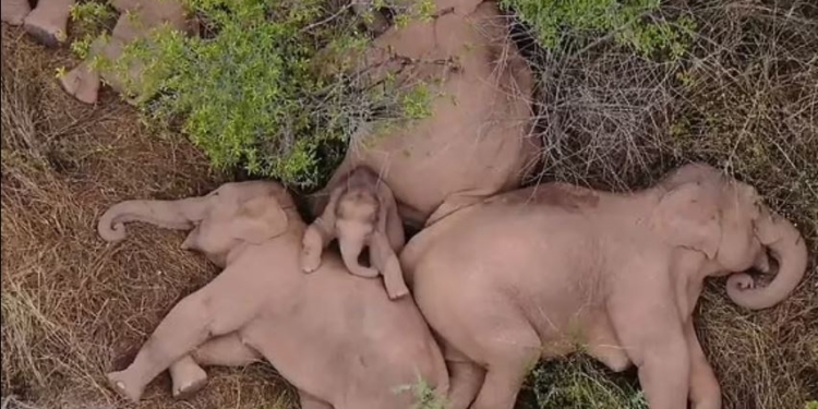 В Індії слони знайшли в джунглях глечики з брагою і напились. Будили з барабанами (ФОТО)