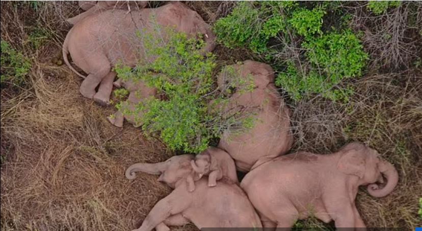 В Індії слони знайшли в джунглях глечики з брагою і напились. Будили з барабанами (ФОТО) 3
