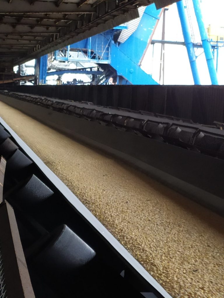 Без хімії. На Одеському припортовому заводі вантажать зерно на експорт (ФОТО) 1