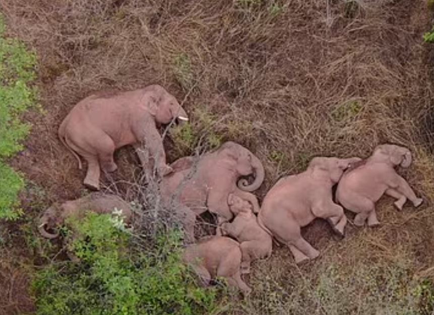 В Індії слони знайшли в джунглях глечики з брагою і напились. Будили з барабанами (ФОТО) 5