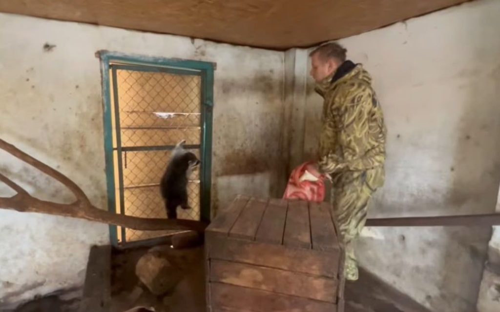 Від осла до білок. Російське командування вкрало єнотів із зоопарку у Херсоні (ВІДЕО) 1