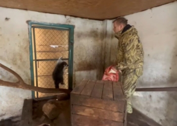 Від осла до білок. Російське командування вкрало єнотів із зоопарку у Херсоні (ВІДЕО)