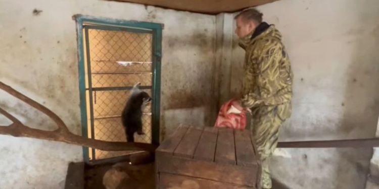 Від осла до білок. Російське командування вкрало єнотів із зоопарку у Херсоні (ВІДЕО)