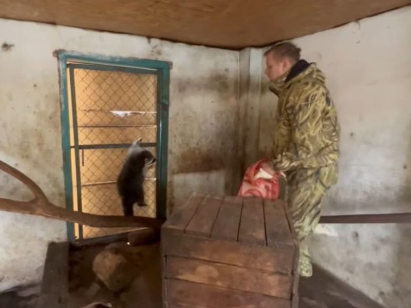 Від осла до білок. Російське командування вкрало єнотів із зоопарку у Херсоні (ВІДЕО)