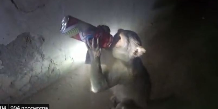 В Індії ловлять мавпу-алкоголіка – грабує винні магазини (ВІДЕО)