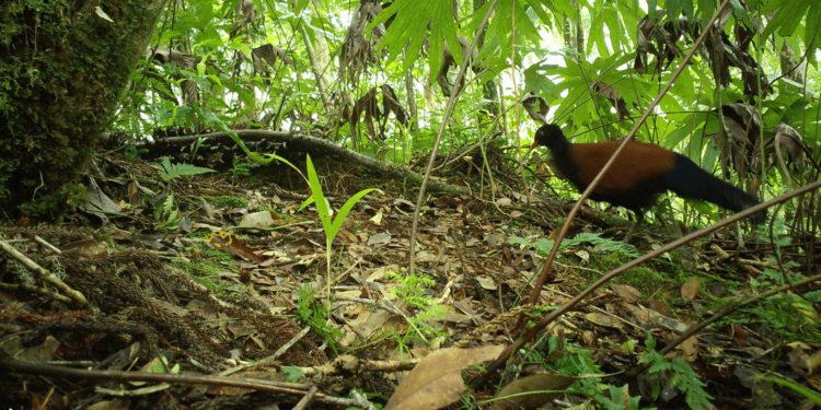 Науковцям вдалось зафільмувати рідкісного голуба-фазана – його вважали вимерлим вже 140 років (ВІДЕО)