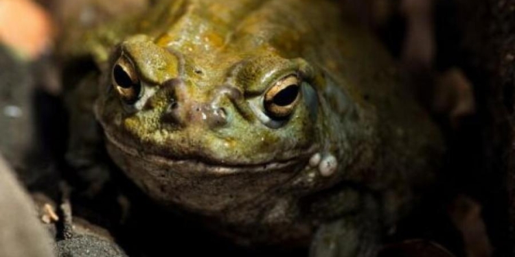 У США відвідувачів парку просять не облизувати жаб. І бананових слимаків (ФОТО)