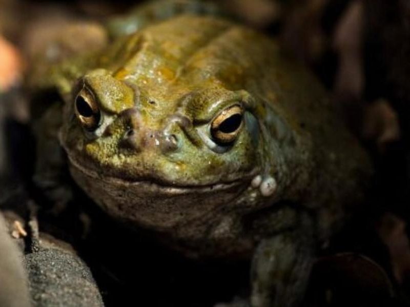 У США відвідувачів парку просять не облизувати жаб. І бананових слимаків (ФОТО)
