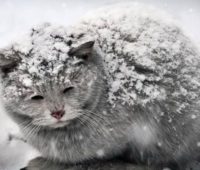 Через мороз та голод смерть у собак настає через 15 годин, у котів – через 6. Як допомогти бездомним тваринам взимку?