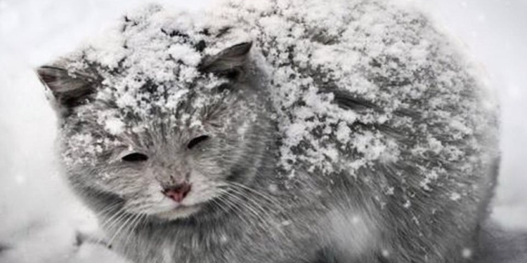 Через мороз та голод смерть у собак настає через 15 годин, у котів – через 6. Як допомогти бездомним тваринам взимку?