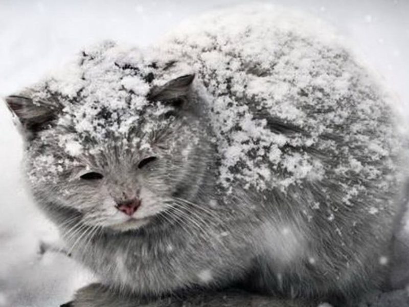 Через мороз та голод смерть у собак настає через 15 годин, у котів – через 6. Як допомогти бездомним тваринам взимку?