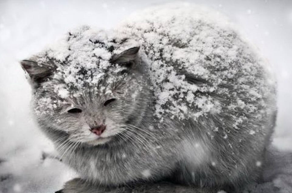 Через мороз та голод смерть у собак настає через 15 годин, у котів - через 6. Як допомогти бездомним тваринам взимку? 3