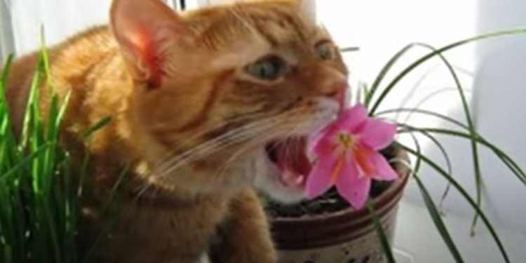 Коли ви і коти любите ті самі квіти. Як розвести домашню флору і фауну по різних кутах і врятувати вазони (ВІДЕО)