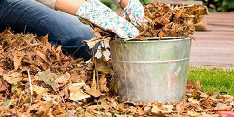 Опале листя – не сміття, а скарб. Що з ним зробити в саду та на дачі (ВІДЕО)