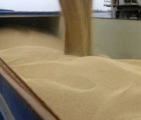 Без хімії. На Одеському припортовому заводі вантажать зерно на експорт (ФОТО)