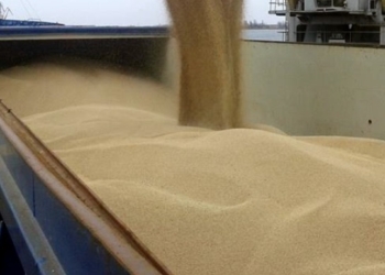 Без хімії. На Одеському припортовому заводі вантажать зерно на експорт (ФОТО)