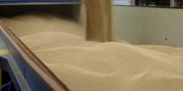 Без хімії. На Одеському припортовому заводі вантажать зерно на експорт (ФОТО)