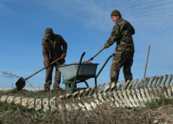 Жертви війни – дельфіни. У “Тузлівських лиманах” кажуть про 50 тис. загиблих (ФОТО, ВІДЕО)