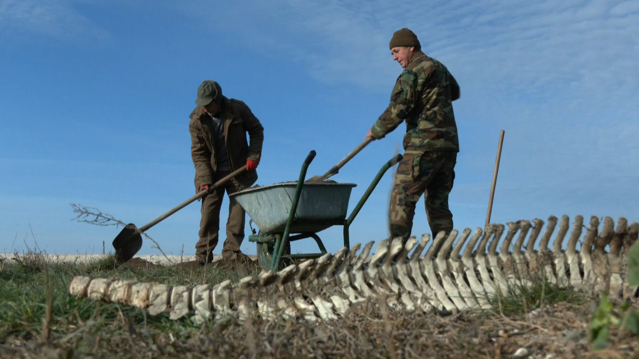 Жертви війни – дельфіни. У “Тузлівських лиманах” кажуть про 50 тис. загиблих (ФОТО, ВІДЕО)
