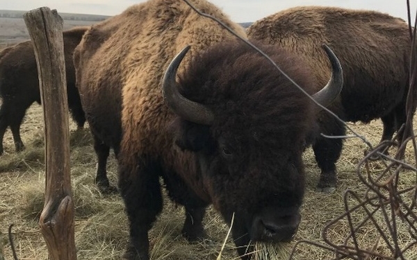 В заповіднику на Миколаївщині за міжнародної підтримки покращать життєздатність стада американських бізонів