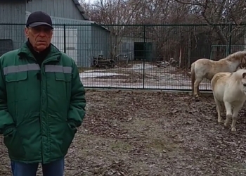 В Миколаївському зоопарку оселились три поні з Чорнобаївки (ВІДЕО)