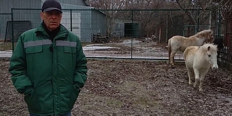 В Миколаївському зоопарку оселились три поні з Чорнобаївки (ВІДЕО)