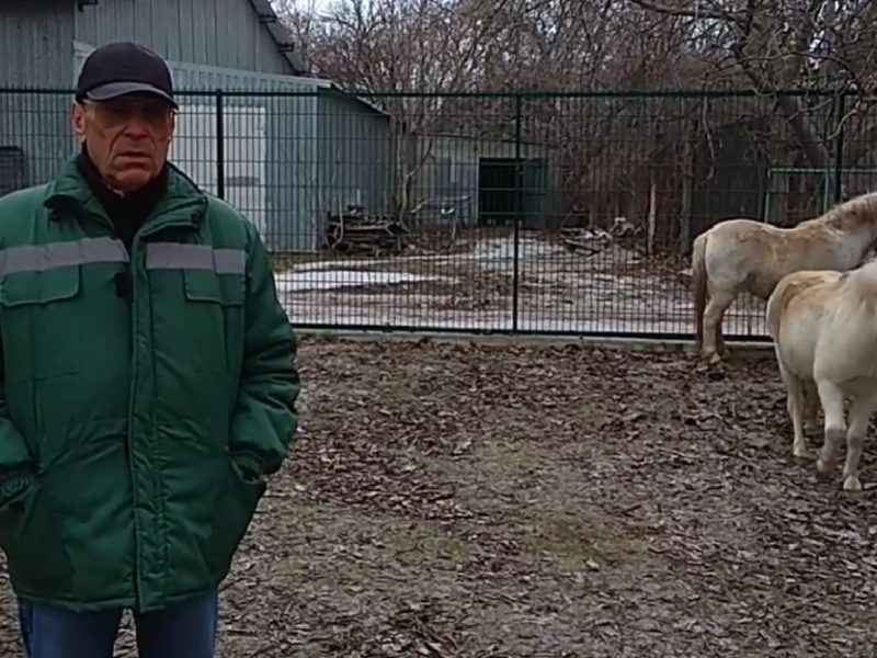 В Миколаївському зоопарку оселились три поні з Чорнобаївки (ВІДЕО)
